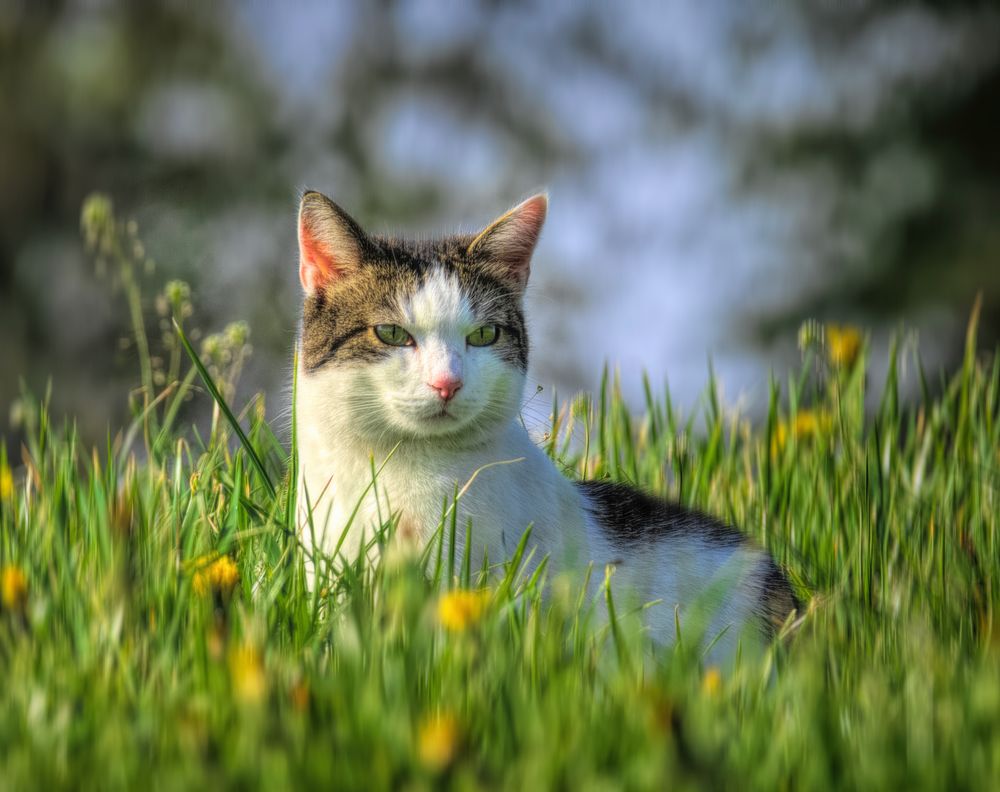 Nachbarns-Katze