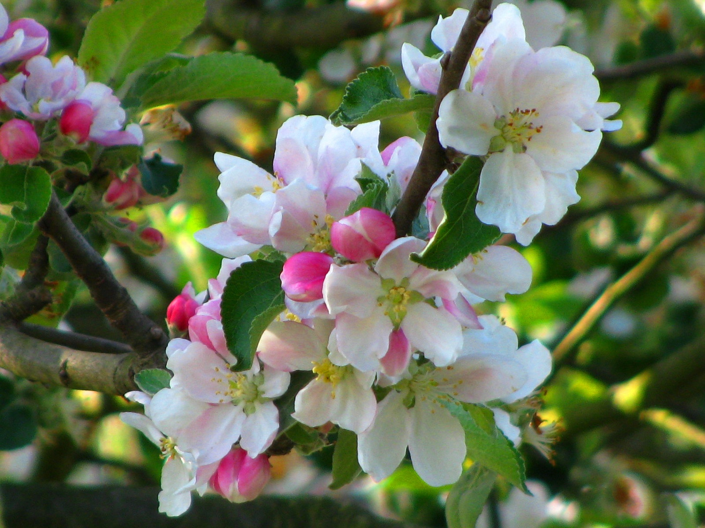 Nachbar´s Apfelbaum