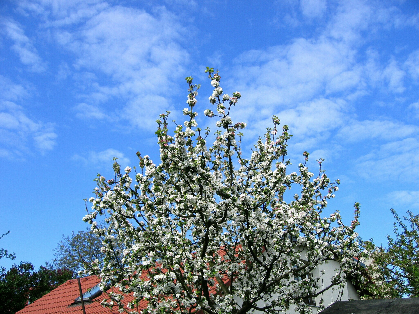 Nachbars Apfelbaum