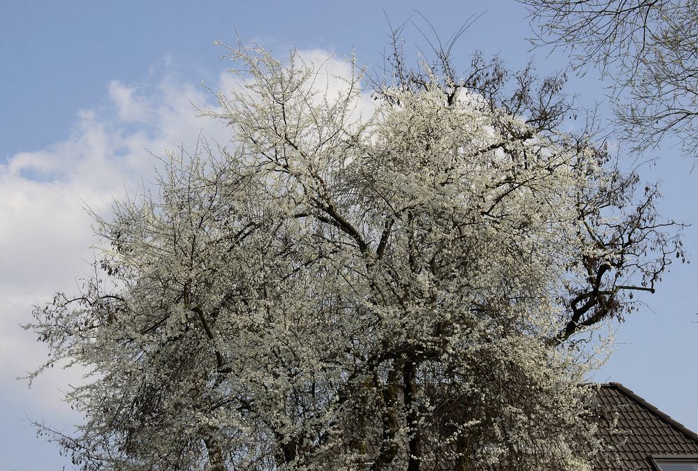 Nachbar's Baum Foto & Bild bäume, frühling, natur Bilder auf