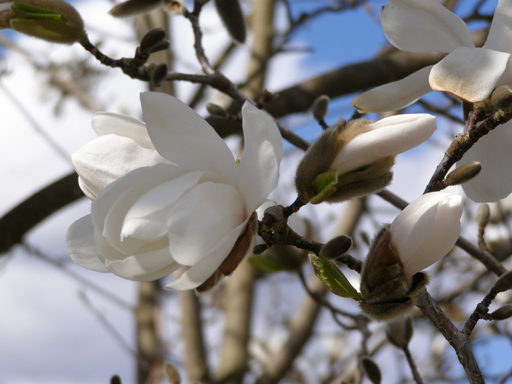 Nachbar´s Baum