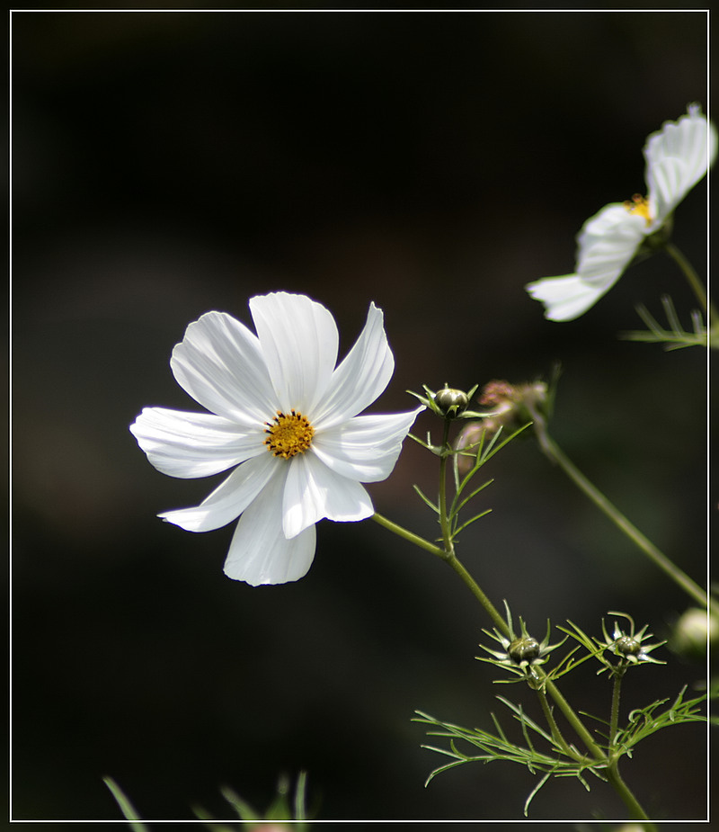 nachbar´s blumen