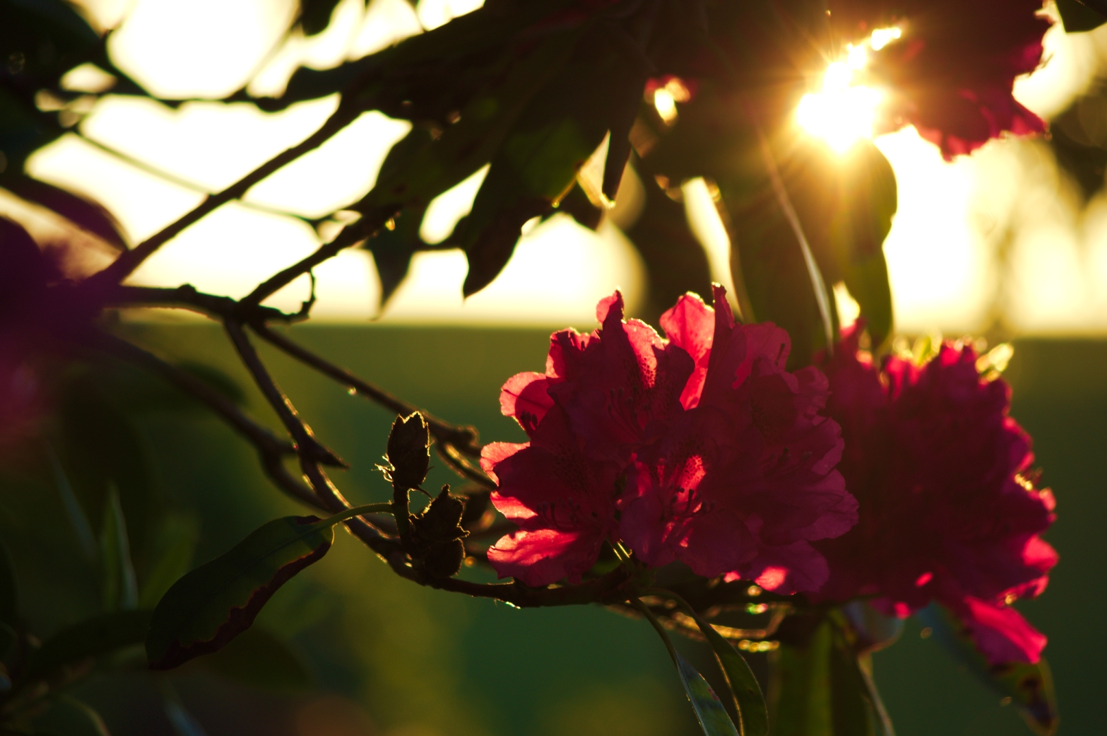 Nachbars Blumen im Sonnenuntergang