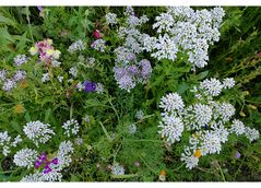 Nachbars Blumenwiese