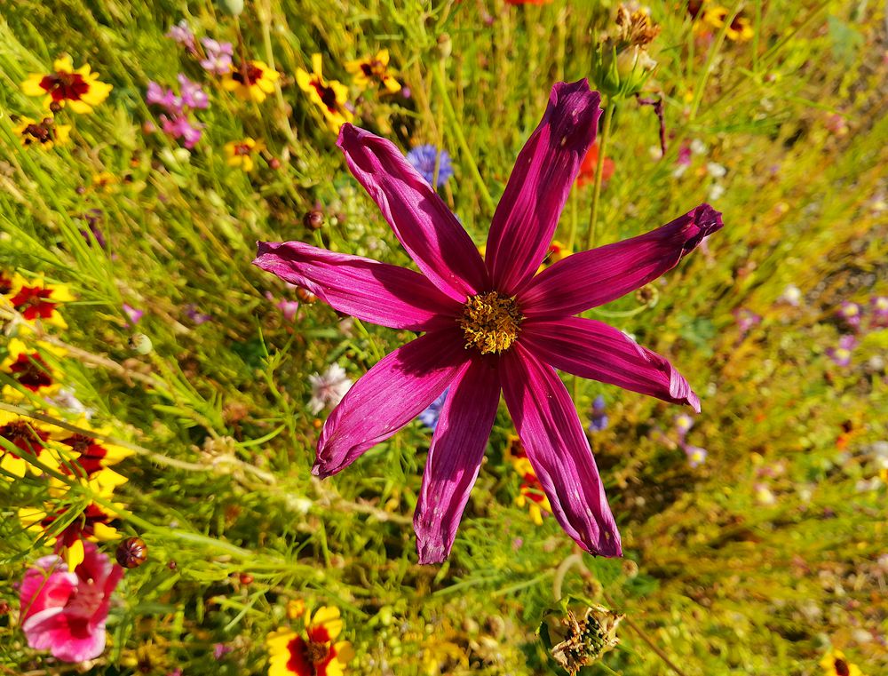 Nachbars Blumenwiese