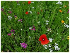 Nachbars Blumenwiese