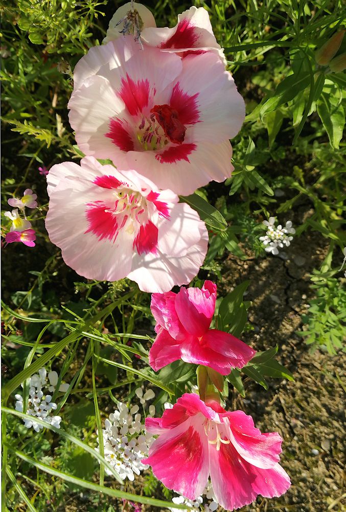 Nachbars Blumenwiese