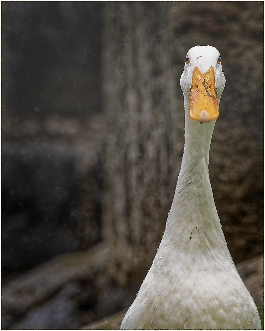 Nachbars Ente im Schneeregen...