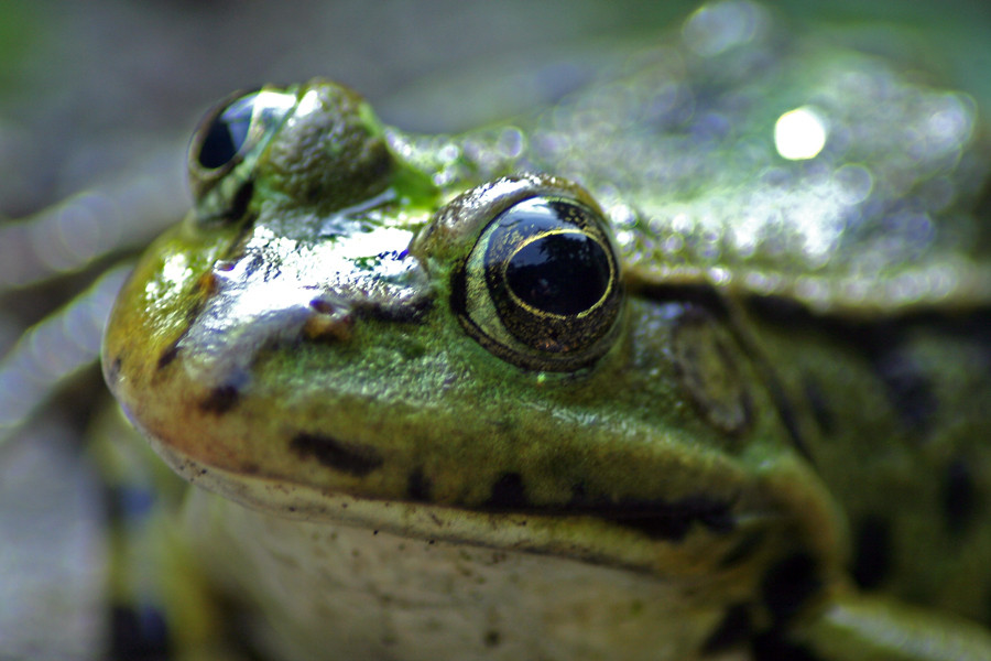 Nachbars Frosch von Yvonne Scharbius-Hartmann