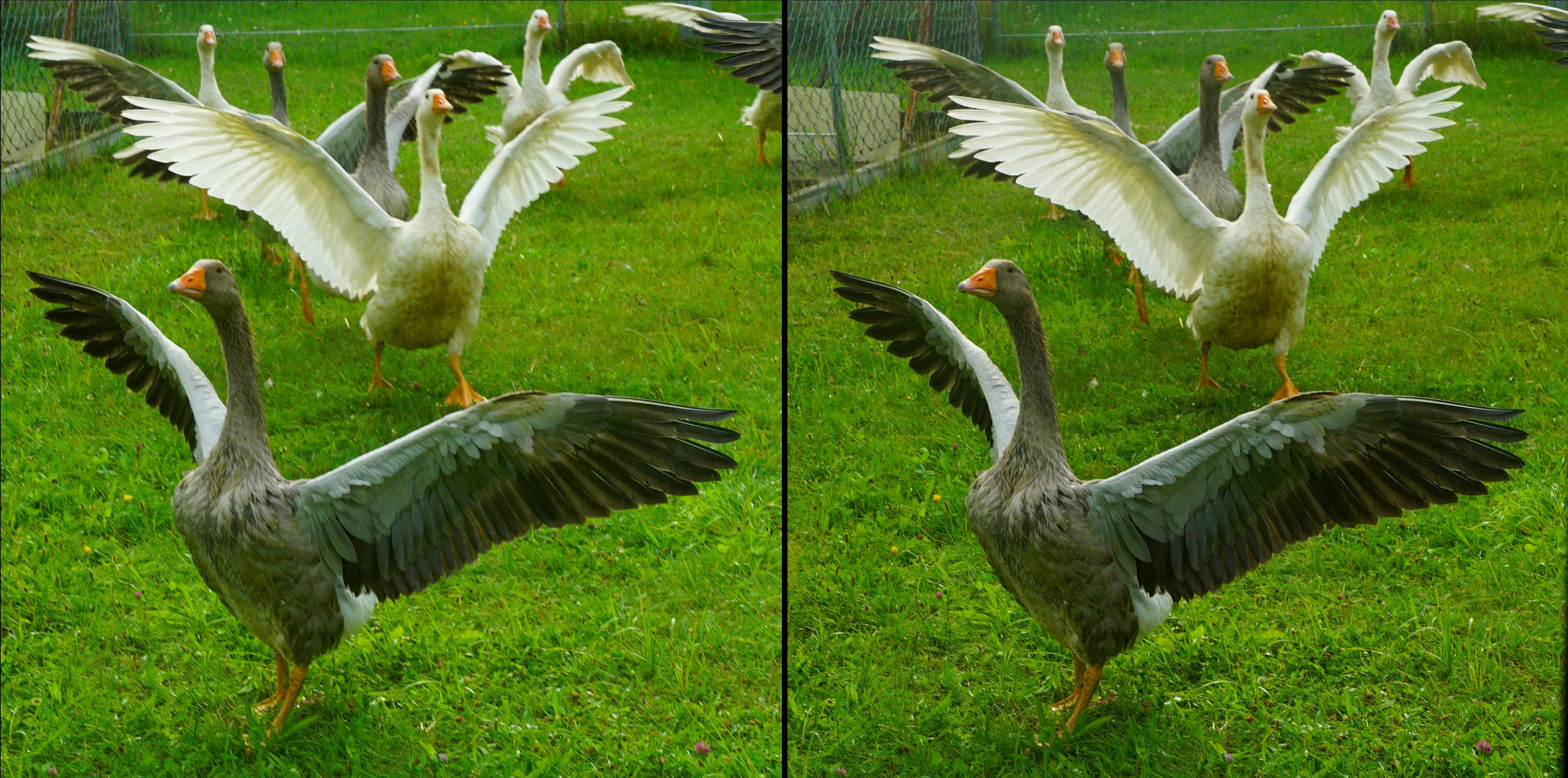 Nachbars Gänse  3D-II-View  