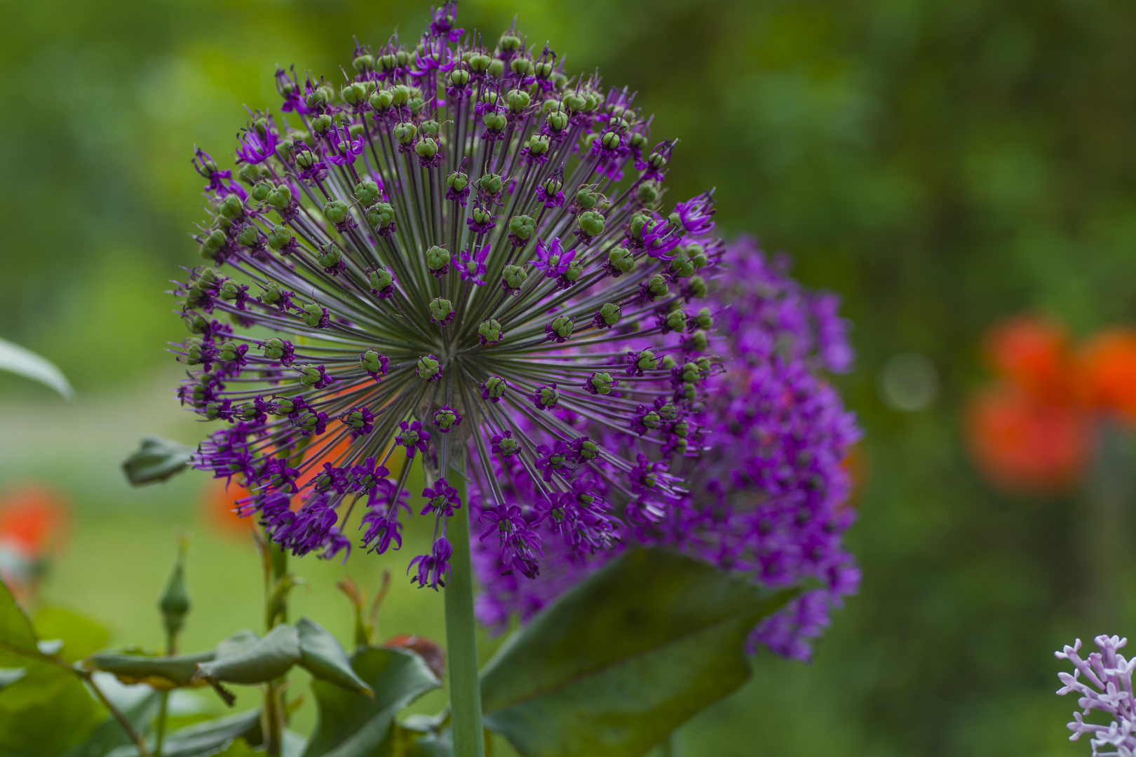 Nachbars Garten