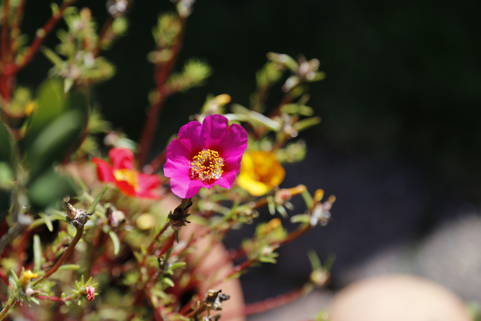 Nachbars Garten