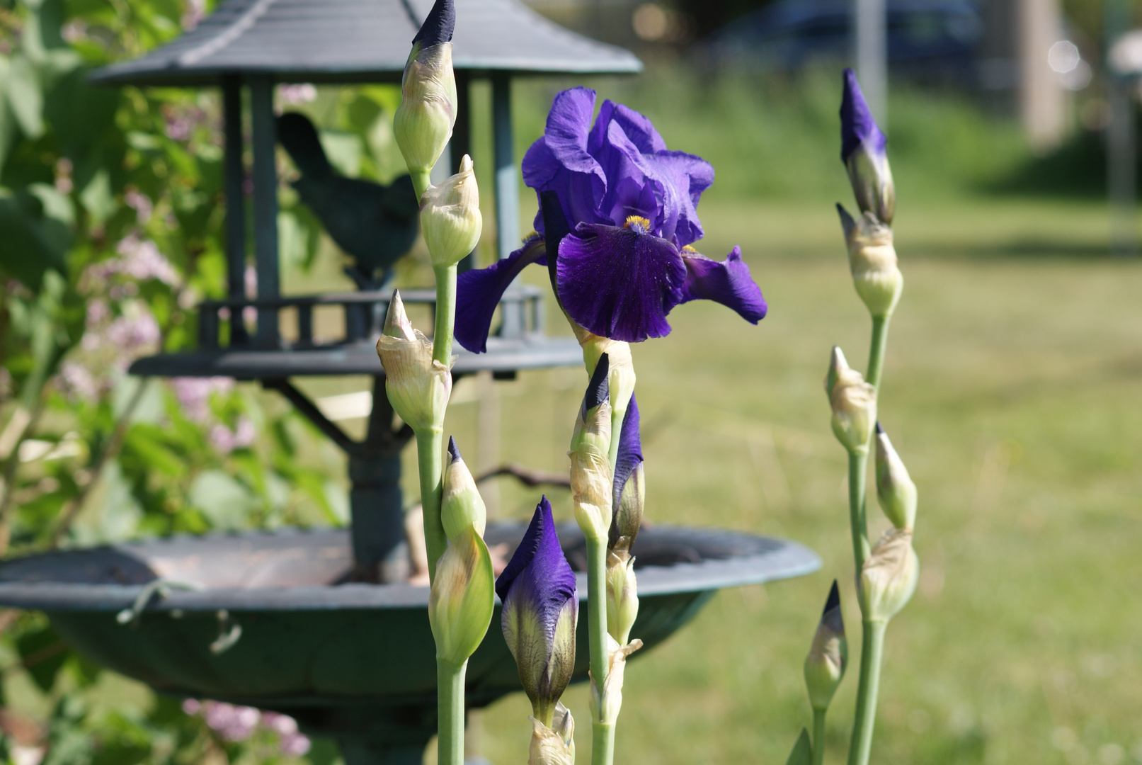 Nachbars Garten