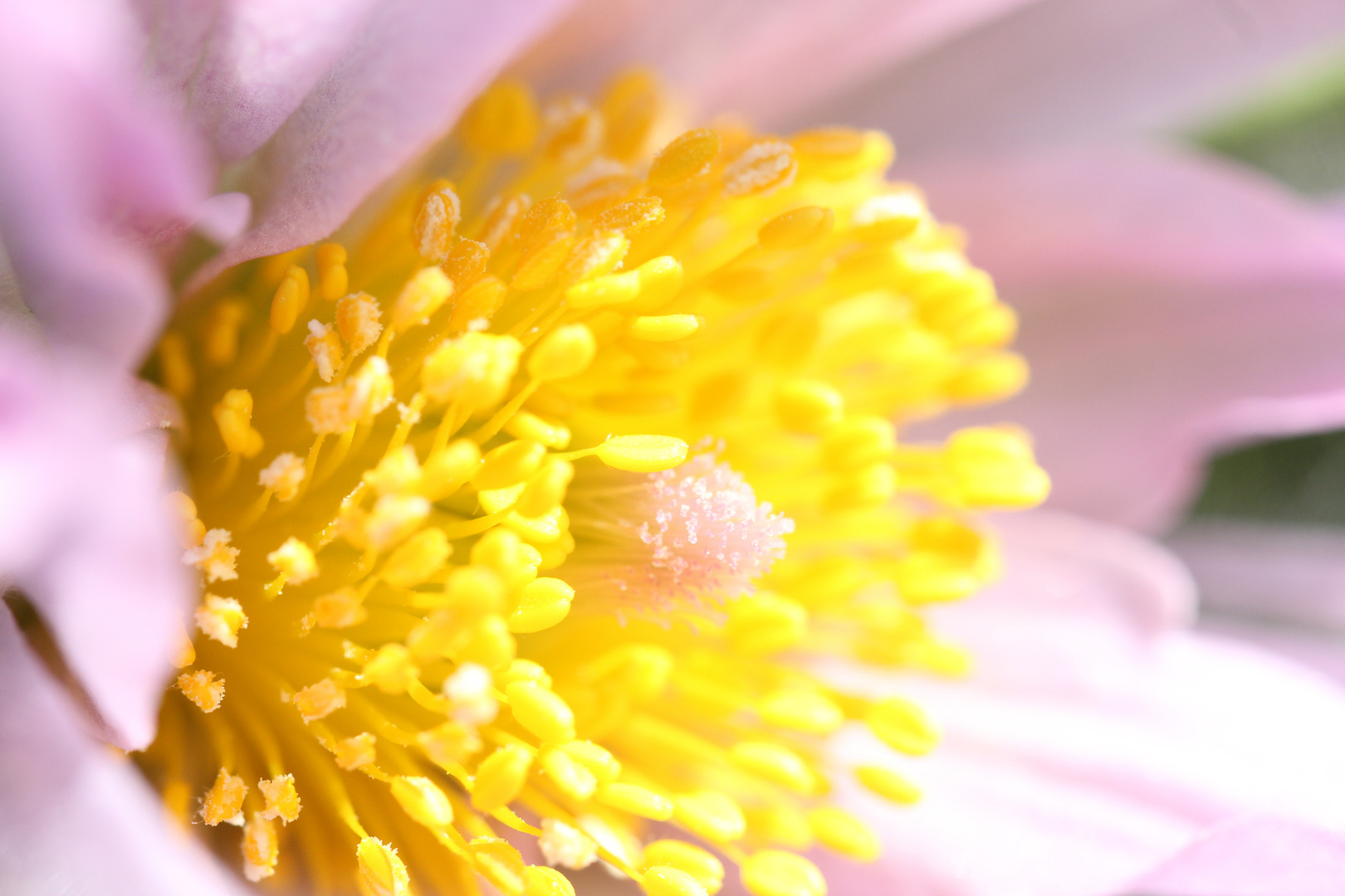 Nachbars Gartenblüte