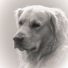 Nachbars Golden Retriever "Kajo"