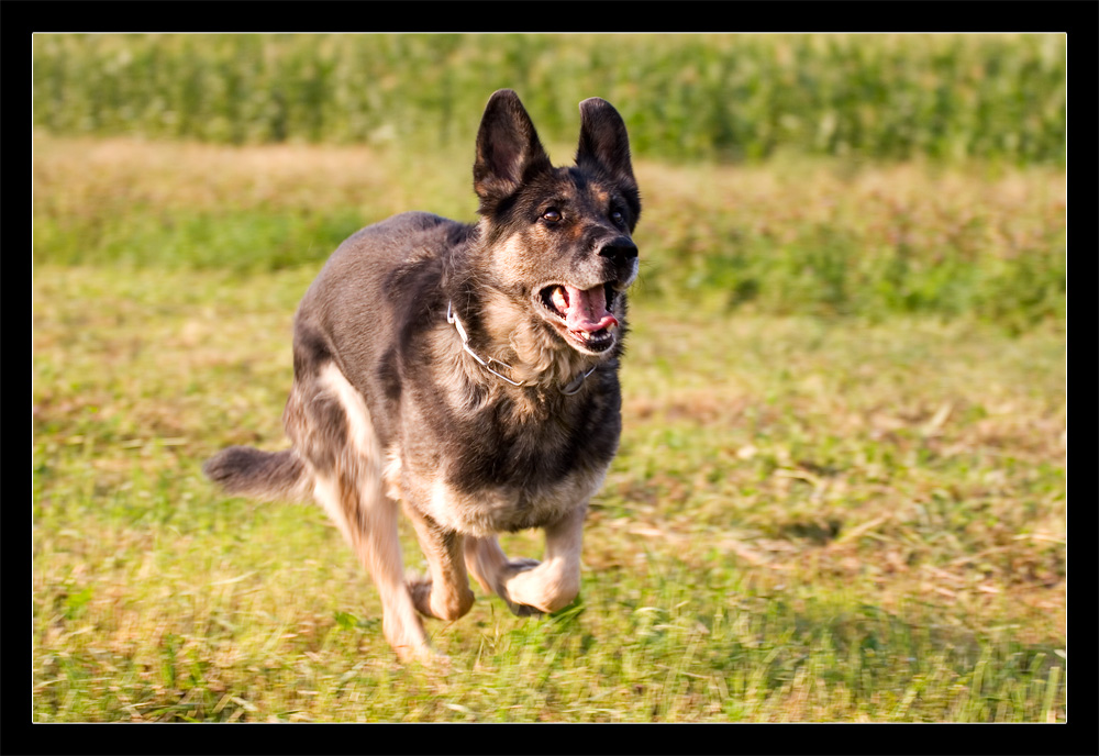 Nachbars Hund I