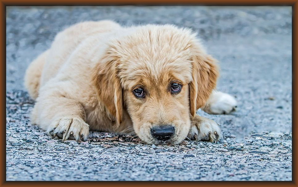 Nachbar's junger Knuddel Hund