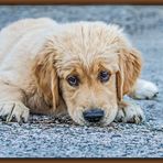 Nachbar's junger Knuddel Hund