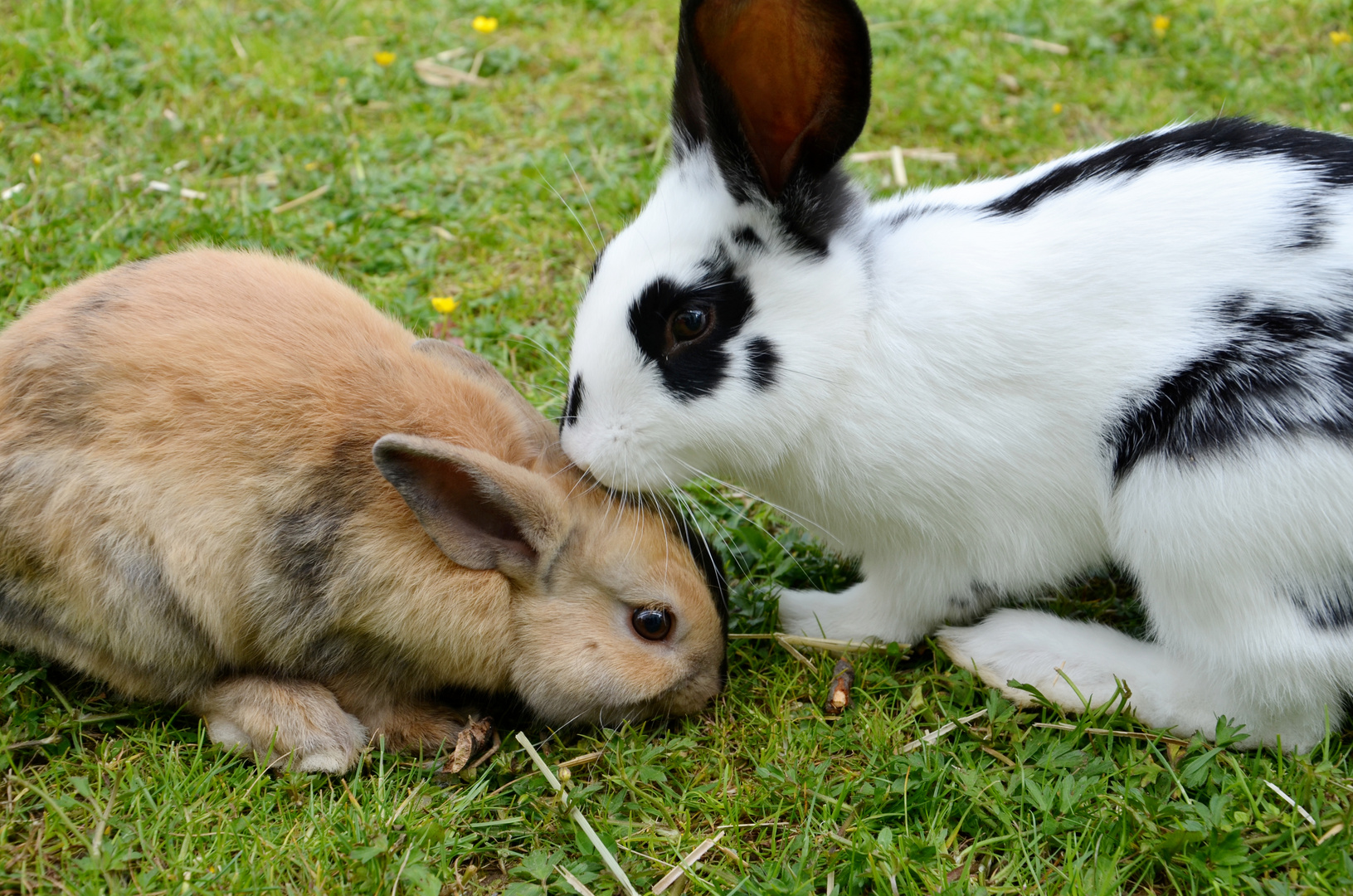 Nachbars Kaninchen :)