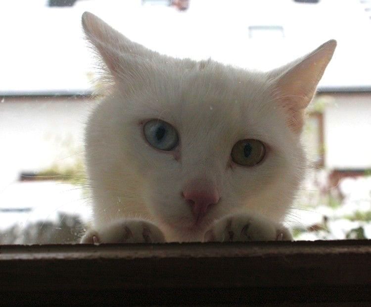Nachbars Katze (2)