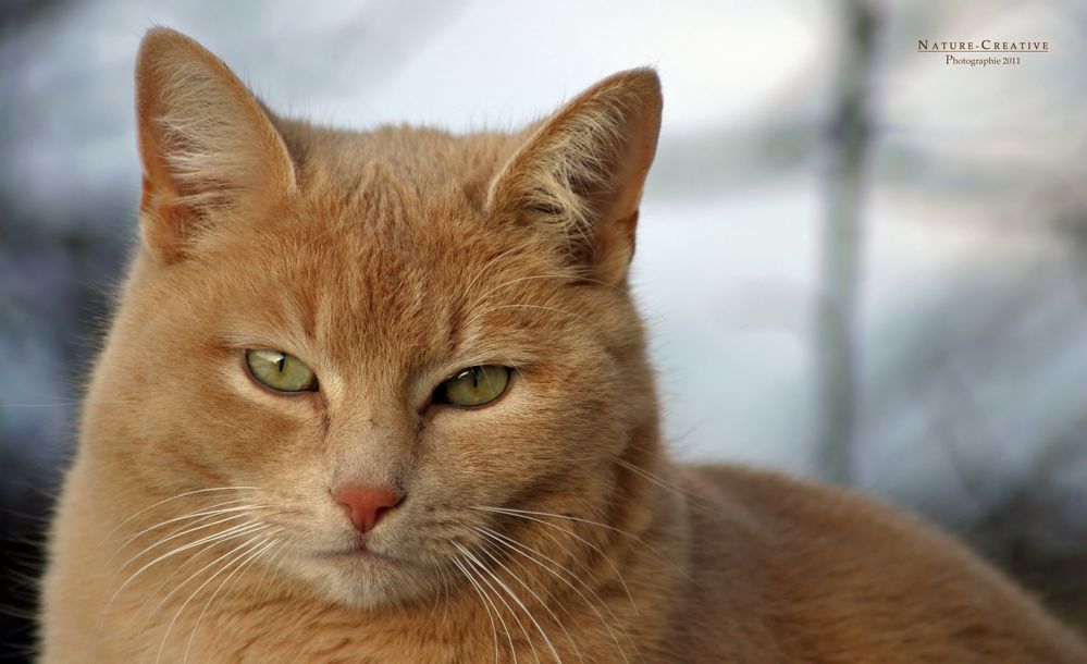 "Nachbars Katze 2 Serien-Ende"