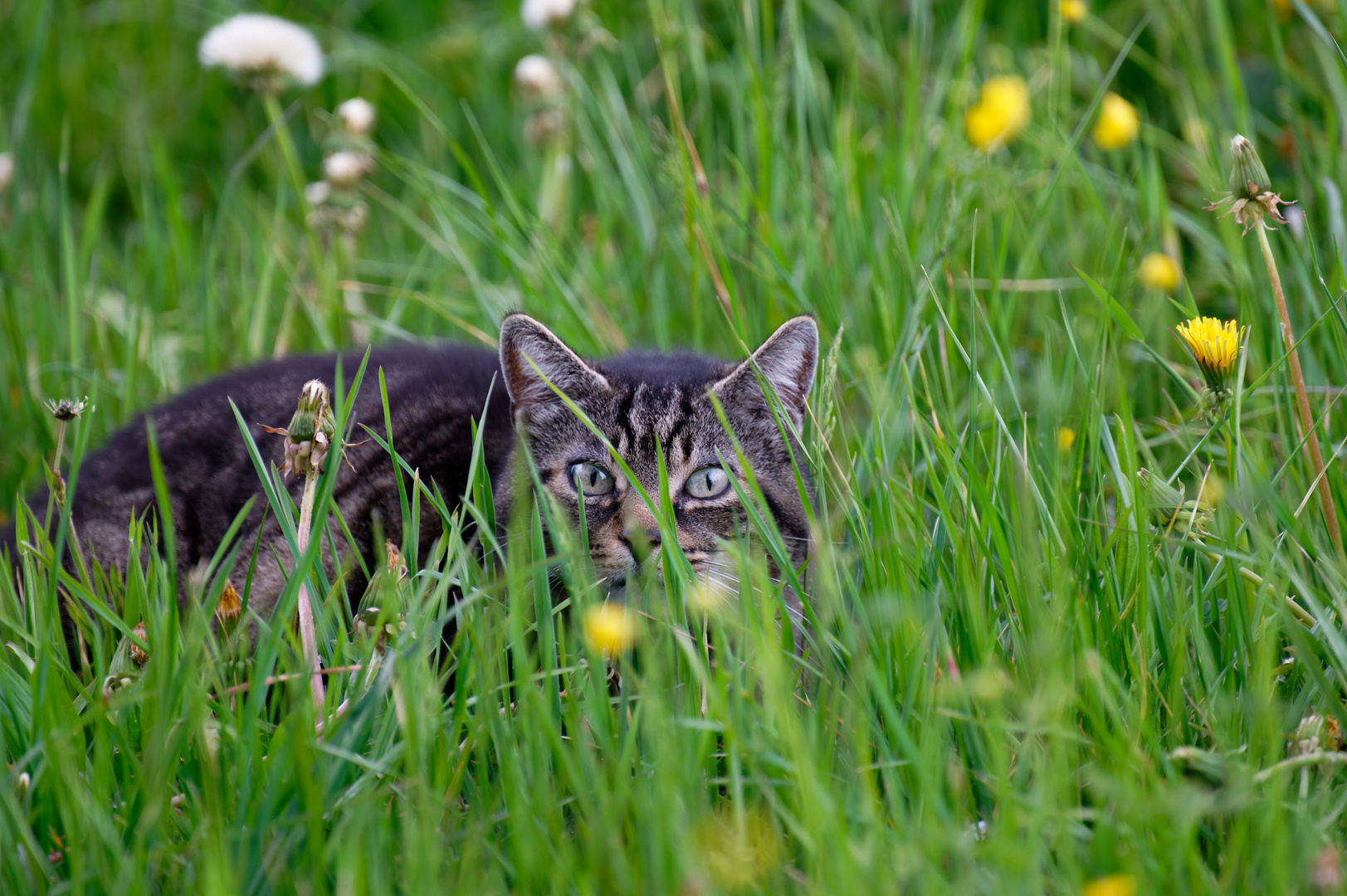 Nachbars Katze