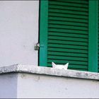 Nachbars Katze