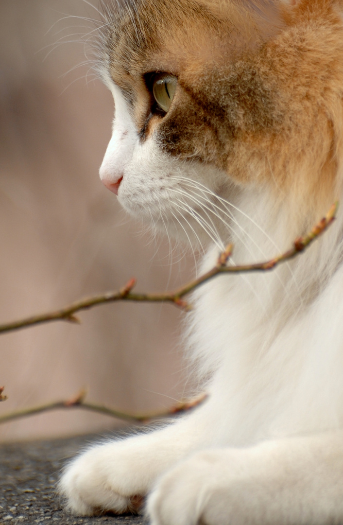 Nachbars Katze...