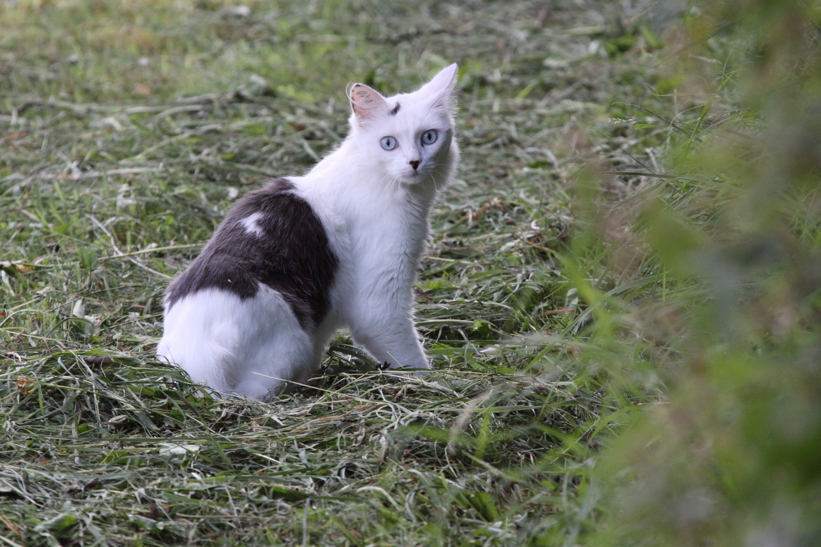 Nachbars Katze