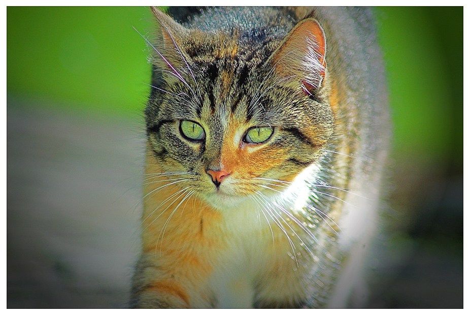 Nachbars Katze auf der Pirsch