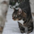 Nachbars Katze auf der Pirsch