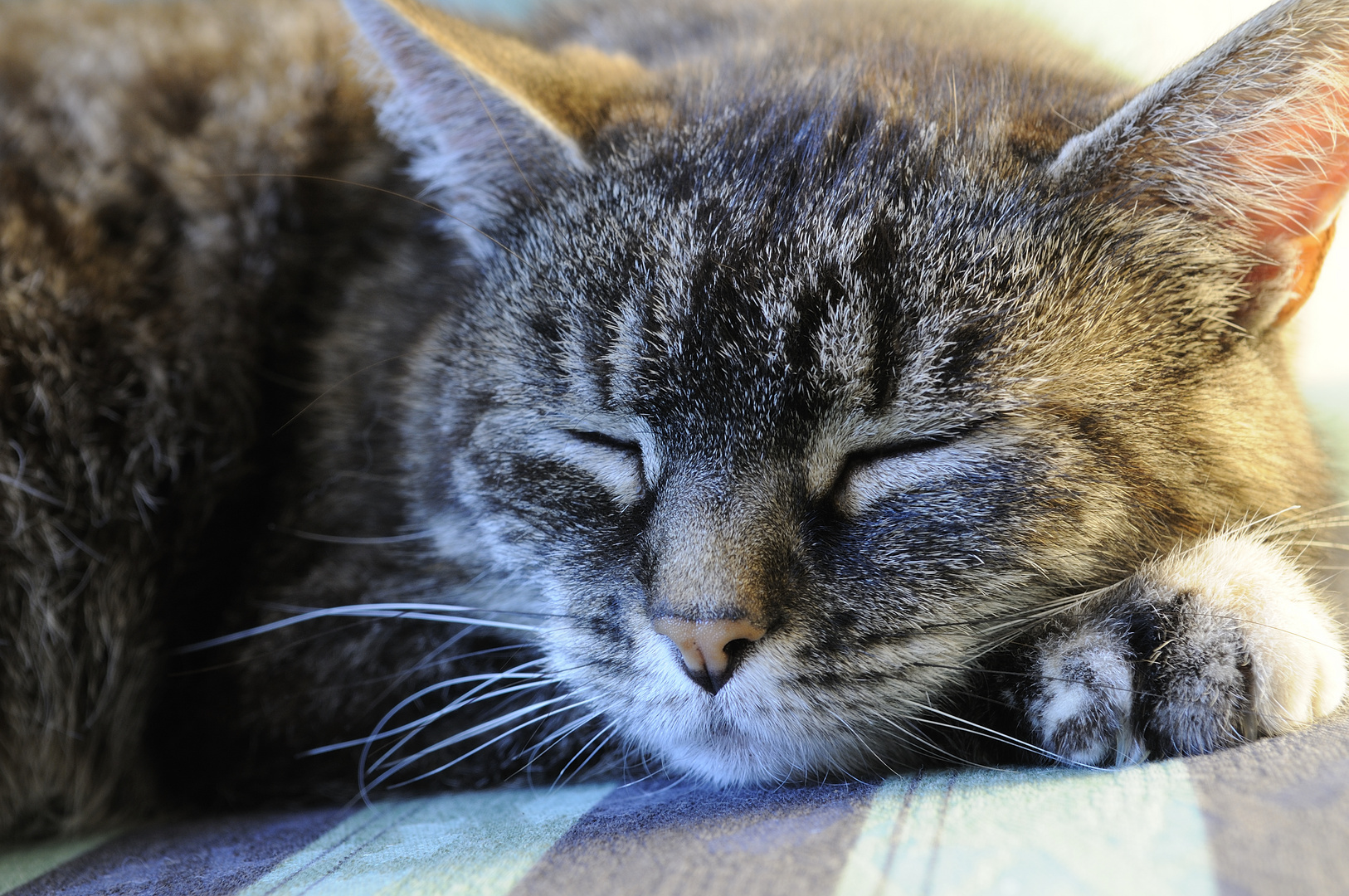 Nachbars Katze auf unserem Sofa