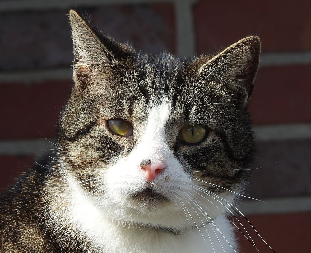 Nachbars Katze ! Foto & Bild | fotos, natur, katze Bilder auf fotocommunity