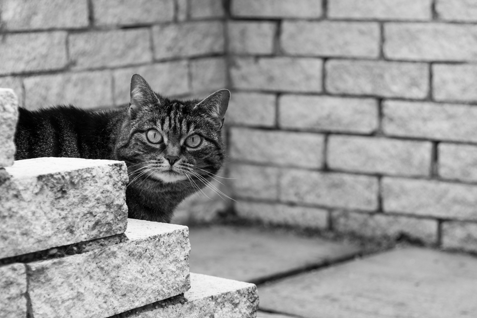 Nachbars Katze beim Rundgang erwischt.