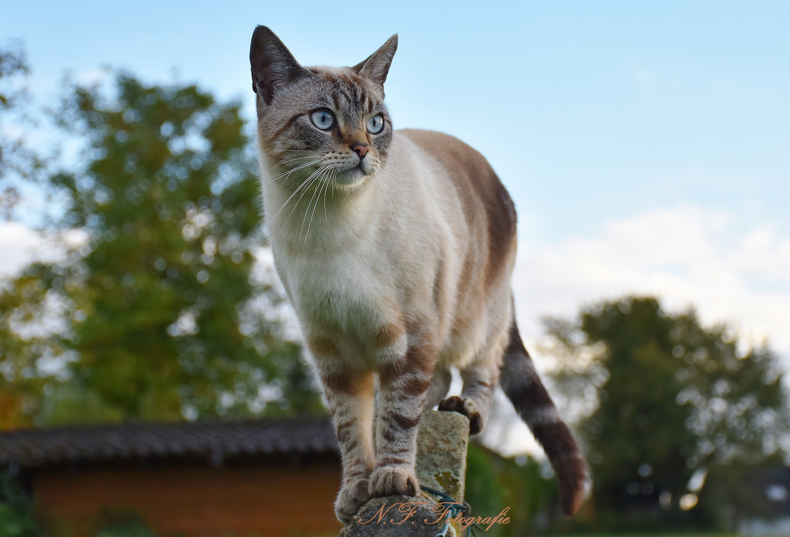 Nachbars Katze