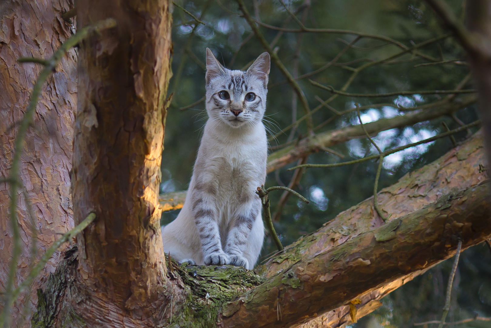 Nachbars Katze