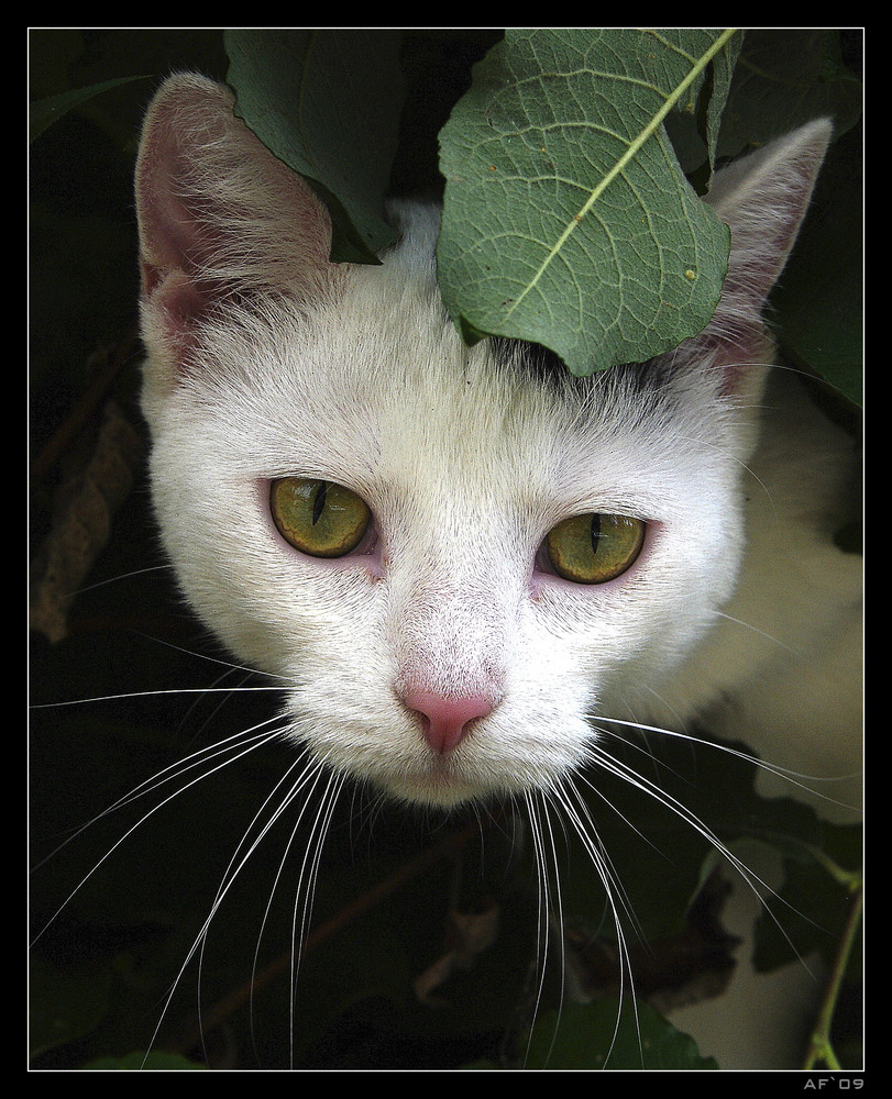 Nachbars Katze