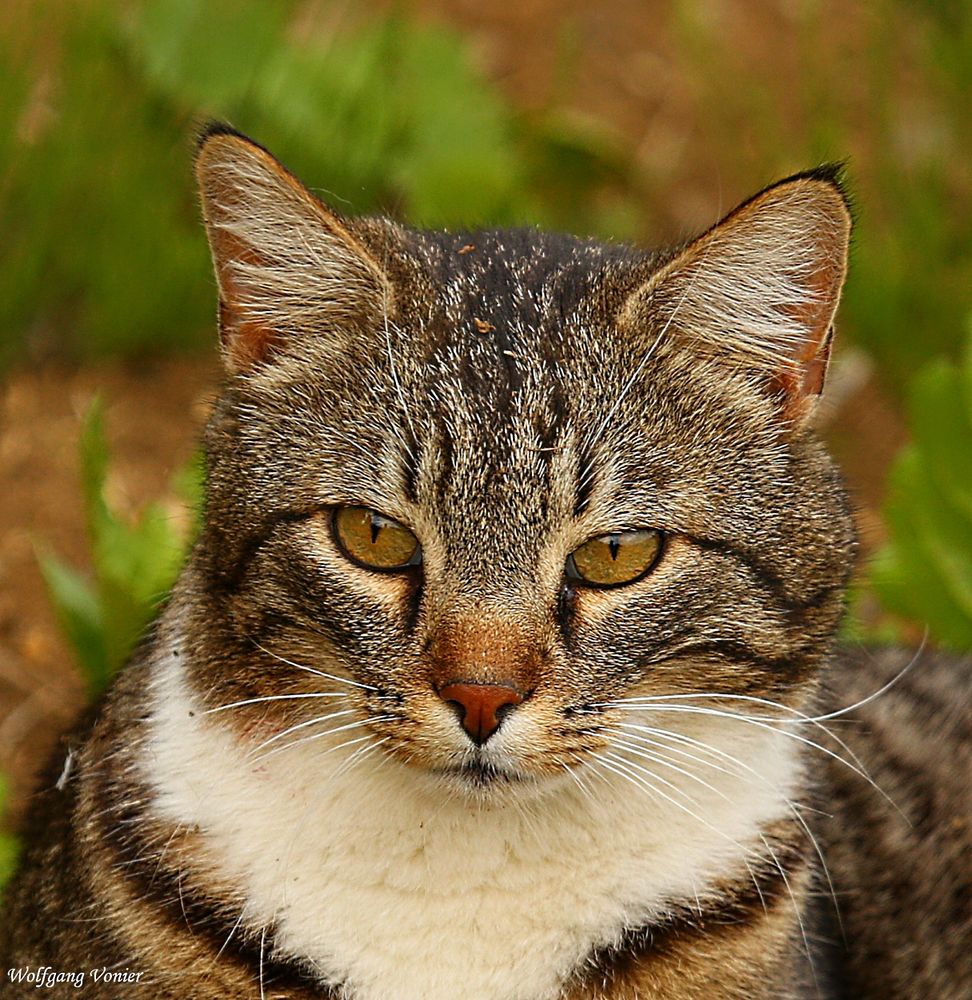 Nachbars Katze