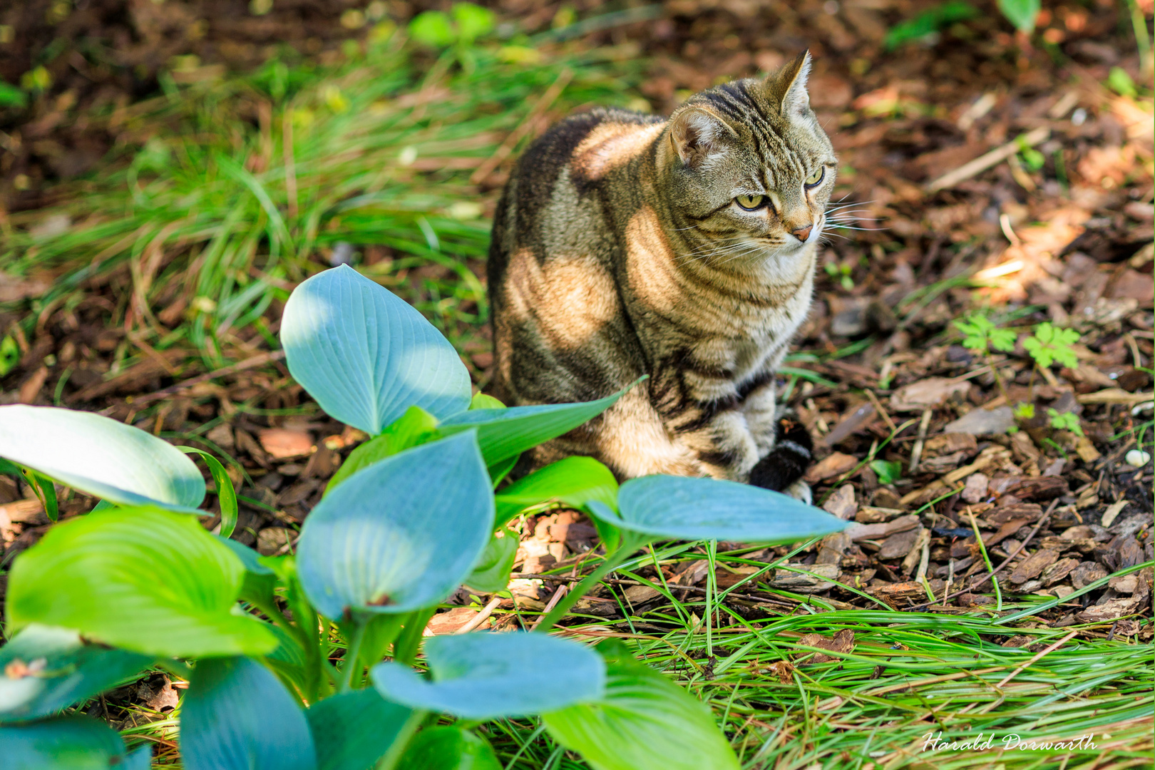 Nachbars Katze im Garten Foto & Bild natur, katzen, tiere Bilder auf