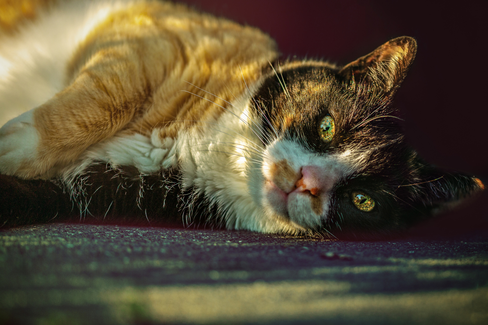 Nachbars Katze in der Abendsonne