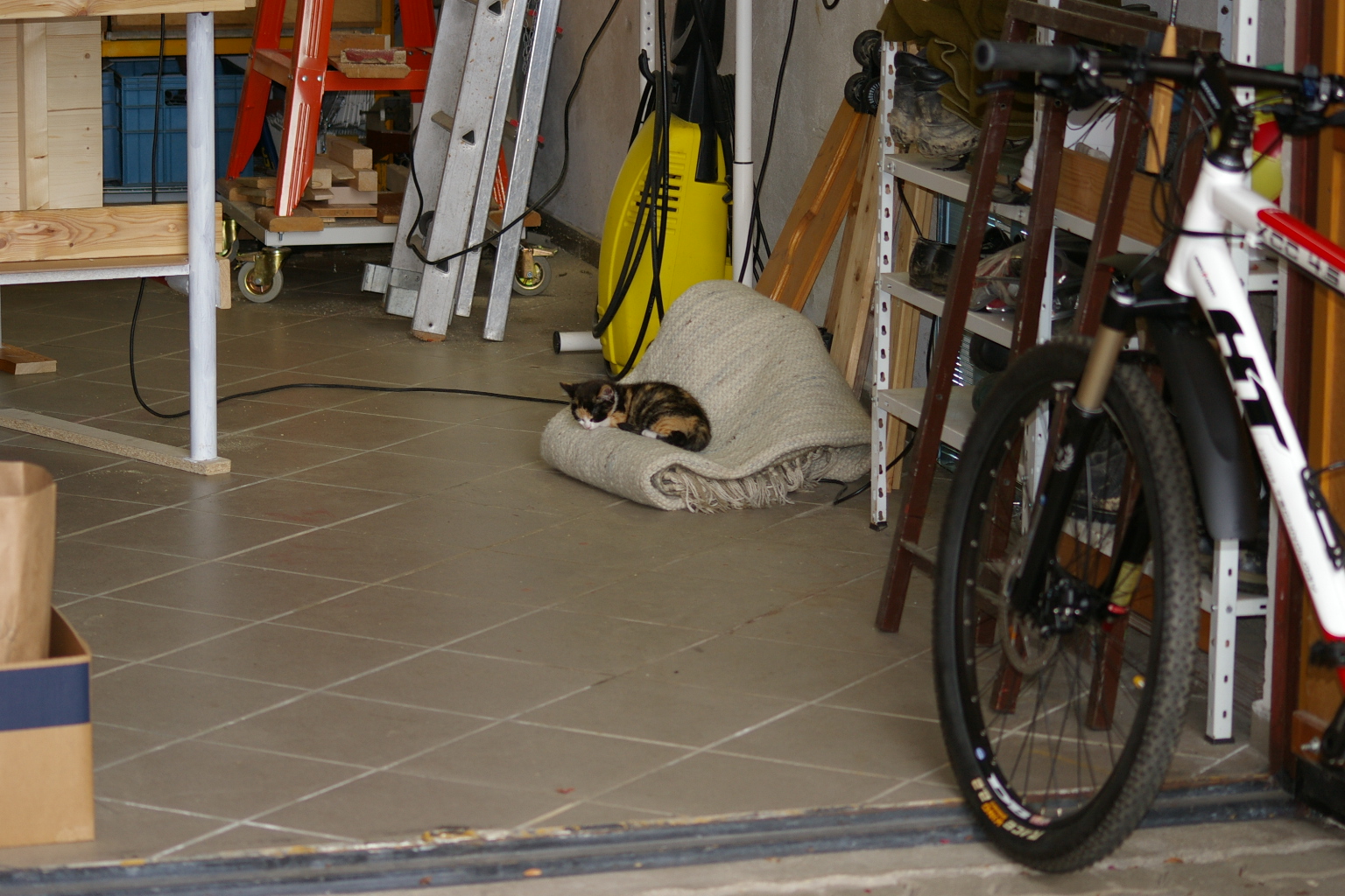 Nachbars Katze in meiner Werkstatt.