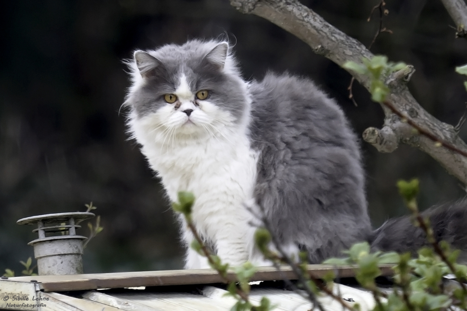 Nachbars Katze in unserem Garten Foto & Bild natur, katzen, tiere