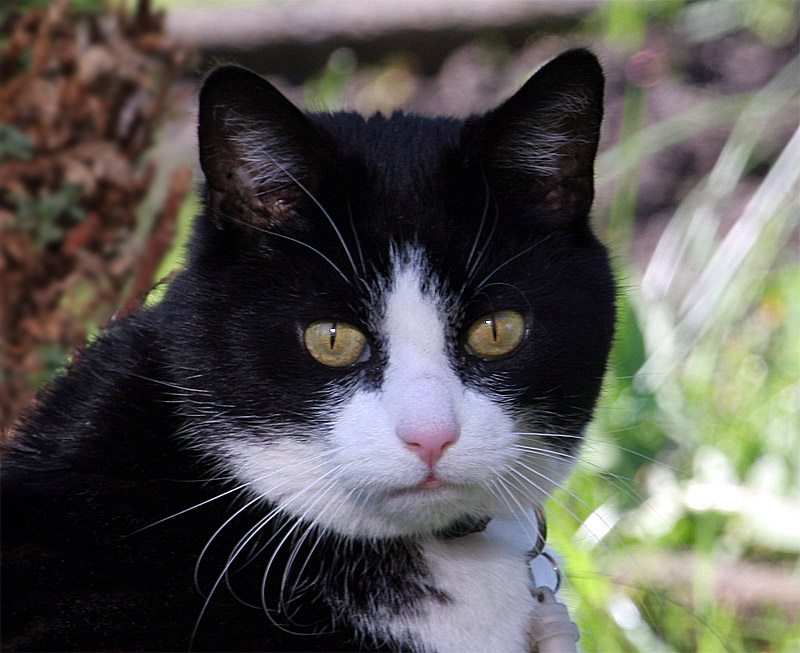 Nachbars Katze in unserem Garten. Foto & Bild tiere