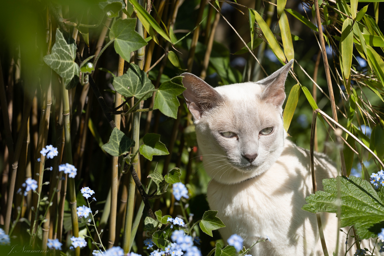 Nachbars Katze in unserem Garten