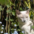 Nachbars Katze in unserem Garten