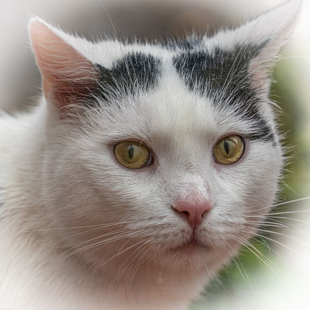 Nachbars Katze neugierig in der Fensterbank