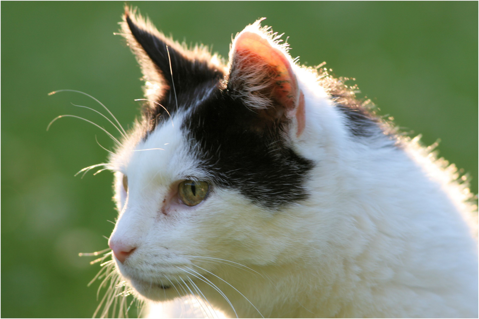 Nachbars Katze "Peter" im Gegenlicht!