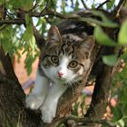 Nachbars Katze sitzt im Baum