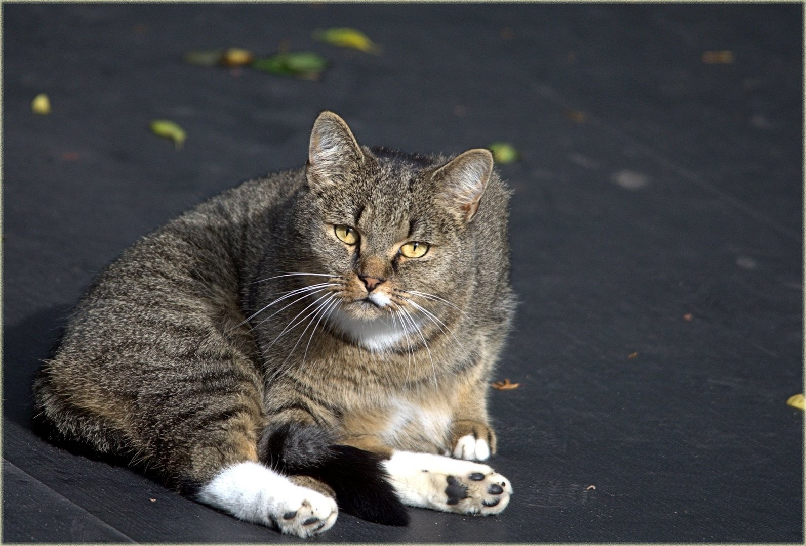 Nachbars Katze Tiger Foto Bild Tiere Haustiere Katzen Bilder Auf Fotocommunity