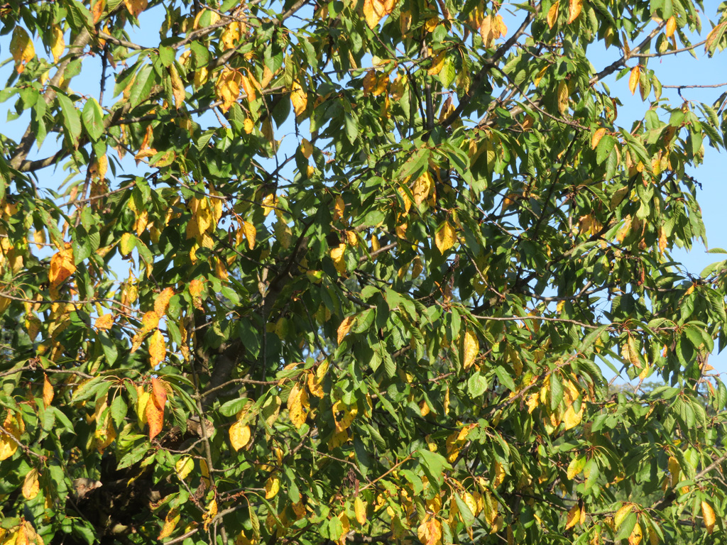 Nachbars Kirschbaum 